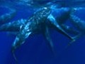 A Sperm Whale Family