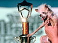 World’s Ugliest Dog Crowned