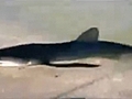 Shark swims onto New Jersey beach