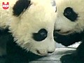 Baby Panda Twins