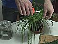 How To Harvest Chives