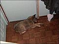 Coyote Breaks Into Home,  Takes Nap