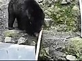 Kung Fu Bear WTF