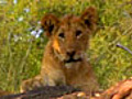 Growing Lion Cubs