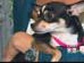 Rescued Chihuahuas To Be Up For Adoption