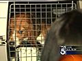 KTLA: Beagles Rescued from Research Lab - Mary Beth McDade reports