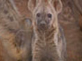 Hyena Cubs Investigate