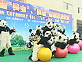 Mutual of Omaha’s Wild Kingdom: A Panda&#039;s Trip to China