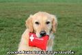 Dog and Puppy First Aid: Learn Emergency First Aid for Dogs