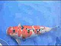 2008 ZNA ALL Japan Koi Show : Video #2