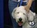 12/18 Snowflake the Old English Sheepdog