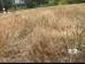 Heat Wave,  Water Limits Killing Lawns Across NJ