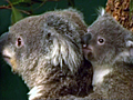 Baby koala makes debut in Australia