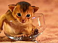 Too Cute! Kittens: Viewer Discretion Advised