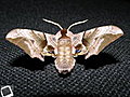 2009 05 16  Smerinthus ocellata,  femelle (Sphinx demi-paon)