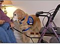 Living With Disabilities - What is a Service Animal?