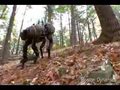 Boston Dynamics Big Dog (new video March 2008)