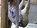 Elefant,  Tiger & Co. - Geschichten aus dem Leipziger Zoo