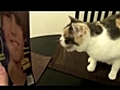 Cat hates Justin Bieber