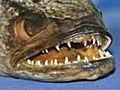 Fishzilla: Snakehead Invasion