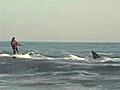 Guy Uses Shark to Surf