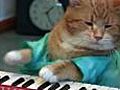 New keyboard cat