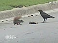 Amazing: Squirrel Fights Off Crows To Protect Mate... Then Lies Down To Die With Her!