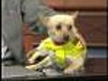 Friday Noon Puppy: Conrad