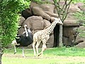 Ostrich and Baby Giraffe Play Tag