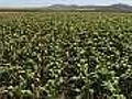 Corn slips on USDA report