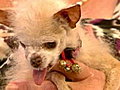 NBC TODAY Show - She’s a dawg! Meet World&#039;s Ugliest Mutt   