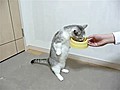 Cat Eats Standing Up