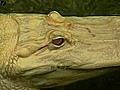 Albino Alligator