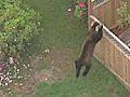 Seattle: Polizei erschießt Schwarzbär