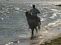 Royalty Free Stock Video SD Footage Scenic View of a Horse and Rider at a Lagoon in the Cayman,  Islands