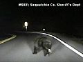 On Camera: Deputy Hits Bear Cub