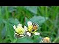 Bee ,  Nikon Coolpix P100 Test  1920 x 1080p Full HD Audio AAC stereo