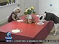 Restaurante para perros