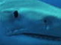 Best of Shark Week: Shark Attack: Predator in the Panhandle