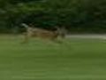 Deer Herd Being Thinned In Dover