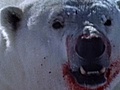National Geographic Animals - Polar Bear Vs. Ring Seal