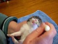 Tiny Kitten Bottle Feeding