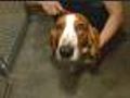 Puppy Lemon Law Would Cover Pet Buyers