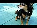 Menomonie Dog Groomers Tip How to Groom Your Chihuahua