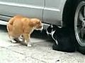 Cat Fight