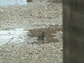 雀の水浴び、犬の鳴き声、蝉の声