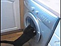 Cat Fights Washing Machine
