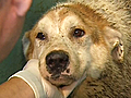 Latest : Dogtown bound : CTV Winnipeg: Dogs seized from Gull Lake going U.S. animal rehab centre