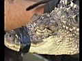 PA:GATOR FOUND