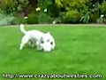 Could These Westies Run For The Olympic Team